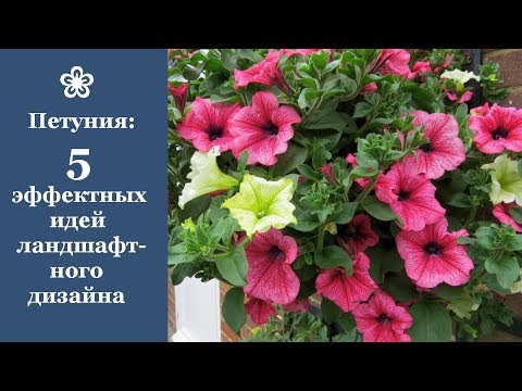 Video: Өсүрүү жана петунияны дизайнда колдонуу