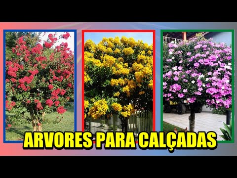 Vídeo: O que é uma árvore lilás anã: tipos de lilases anões para a paisagem