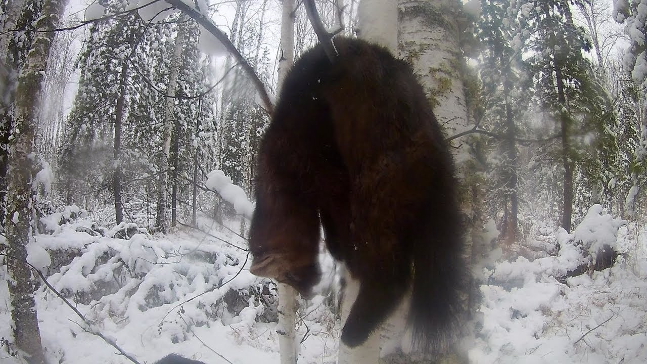 Лосем и куницей