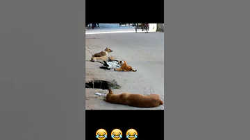 فيديو مضحك جدا فرفشه 