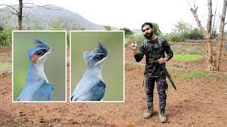 Crested Treeswift Hemiprocne Coronata By Shantanu Kuveskar