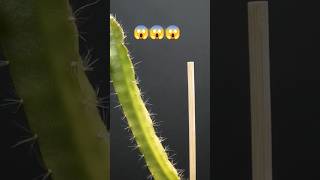 Dragon fruit का प्लांटेशन Time Lapse??shorts shortvideo timelapse fact