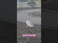 The Easter Bunny 🐰🧺 #shorts #beautyofnature #bunny #regina #ms 50