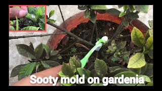 Sooty mold on gardenia|black spots on gardenia|aphids, mealybugs forming sooty mold|#merobiruwa