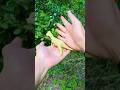 Dinosaurus small #umpintv #funny #subscribe #shorts #trending #dinosaurs