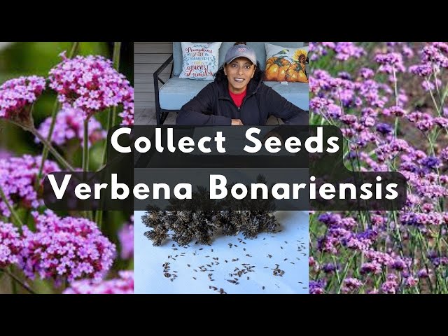 How to Plant Verbena Seeds: Easy Steps for Vibrant Blooms