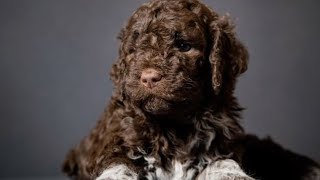 Lagotto Romagnolo