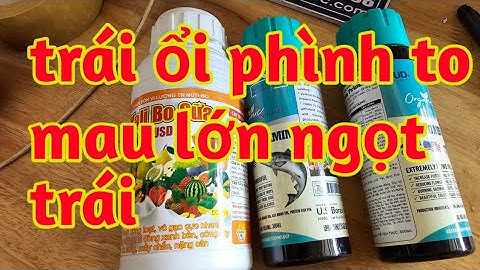 ngọt trái ổi phình to mau lớn bóng quả sáng mã 023 227