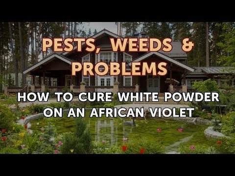 How to Cure White Powder on an African Violet