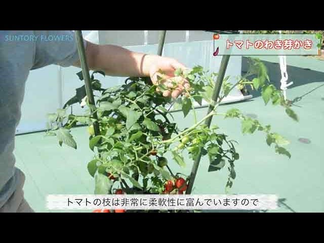 サントリーフラワーズ トマトの育て方 トマトのわき芽かき 3分5秒 Youtube