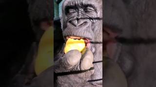 That Pear Looked Delicious! #Gorilla #Eating #Asmr #Satisfying