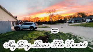 Dogs Loves To  Watch Sunset | Dog With The Blog | Simply Ena