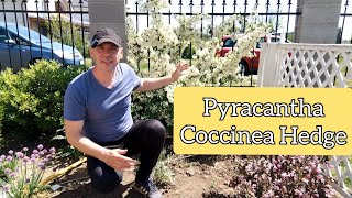 Best plant for Hedging  Pyracantha Coccinea!