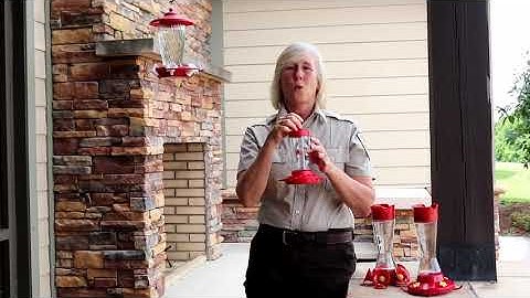 Hummingbird Feeders and Maintenance