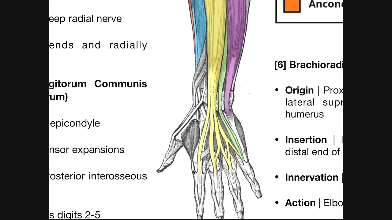 Diagram Of The Muscles In The Forearm - Anatomy Arm And ...