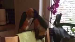 Cute And Nice Caique Sounds - Gibson And Kajsa