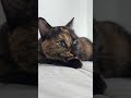 飼い主目線猫 #cat #猫のいる暮らし #サビ猫
