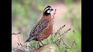 Bob White Quails #bird #birdslover #pheasant #quail #goldenpheasant #pet #peacock #pubgmobile