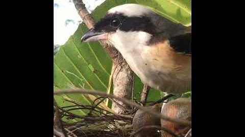 Burung cendet memberi makan anaknya #shorts