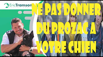 Pourquoi donner du Prozac à un chien ?