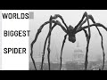 worlds biggest spider ! Dunia ka sab se bada makdi , Dunia ka sab se bada spider #facttonic