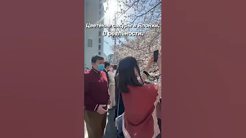 Цветение сакуры. Ожидание/реальность