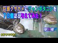巨頭クサガメにジャンボタニシを７０個ほど与えてみた　～オオアタマクサガメ～
