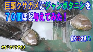 巨頭クサガメにジャンボタニシを７０個ほど与えてみた　～オオアタマクサガメ～