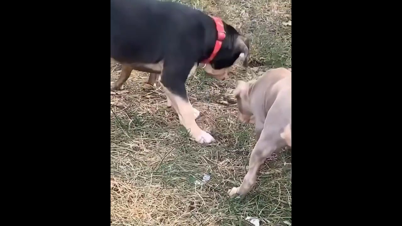 American Bullies without cropped ears. YouTube