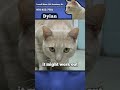 Dylan video