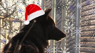 Send The Animals A Gift For Christmas To Be Featured In A Video - Vlog