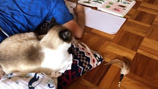 北海道 - 甥と猫の間 - Japan, between nephew and cat