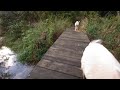 VR nature walk of goats crossing bridge over the creek