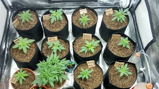 13 DIAS DE VIDA, CULTIVO INDOOR MEDICINAL, CLONES, FLORAÇÃO