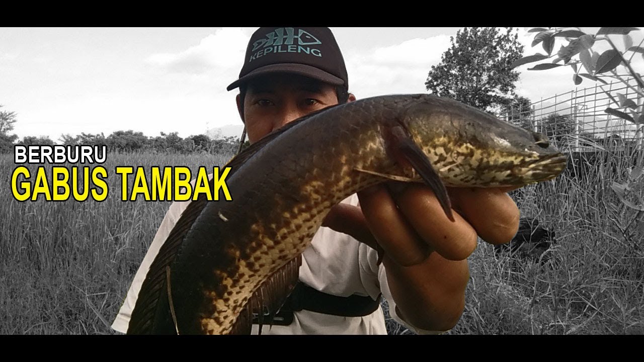 MANCING IKAN GABUS DI TAMBAK YANG SEDANG BANJIR
