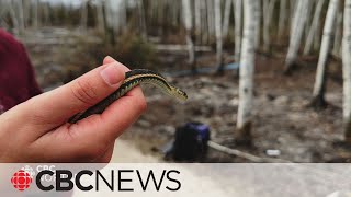Why are the red-sided garter snakes in the South Slave so vulnerable?
