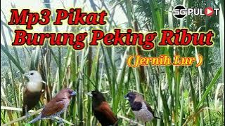 Suara Pikat Burung Emprit Peking Kaji Ribut Kualitas Jernih