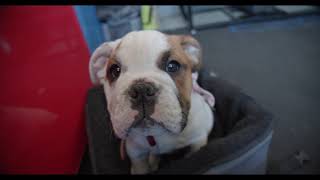 Nala the Bulldog Puppy