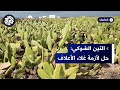 تونس التين الشوكي الأملس زراعة مقاومة للجفاف وحل بديل لإطعام الماشية بسبب غلاء الأعلاف 