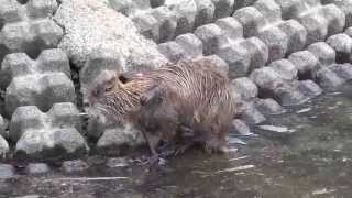 (4K)野生のヌートリア- Nutria/coypu 海狸鼠(Myocastor Coypus) (4K)野生のヌートリア- Nutria/coypu 海狸鼠(Myocastor Coypus)