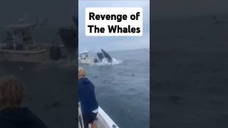 Revenge of the Whales?