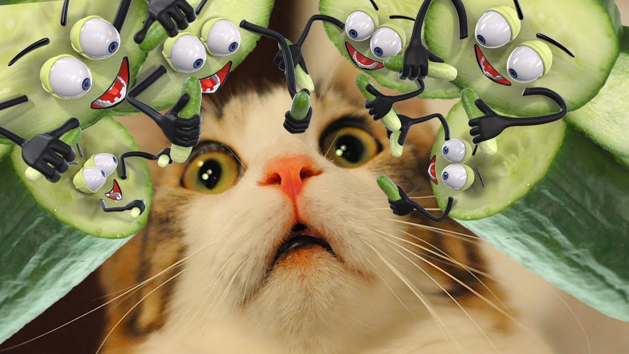 Cat reaction Cucumber Funny Cat Reaction Compilation 3D Doodland YouTube