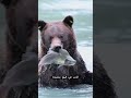 لماذا يتجاهل الدببة سمك السلمون
