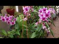 Dendrobium Phalaenopsis cuidados y cultivo.