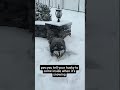 Dogs Vs Snow 🤣🥶❄️ #petlife #funny #animallife