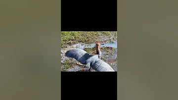 An Epic Clash of Titans: Goliath Heron vs African Fish Eagle | Kruger National Park #safari #birds