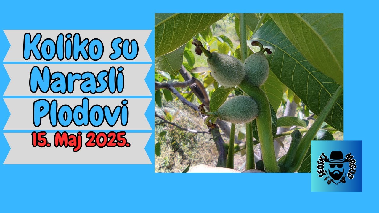 Stanje u zasadu oraha - Koliko se orah oplodio i koliko su narasli plodovi - 15. Maj 2025