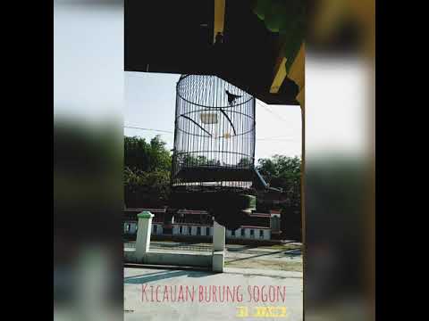 Bunyi Sogok Ontong Sogon Full Pawer Youtube