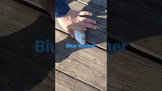 Blue Runner Caught At Daytona Beach Fishing Pier!!!!