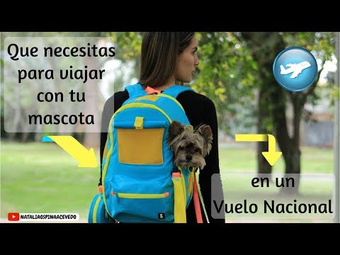 Vídeo: 14 Consejos De Viaje Que Puedes Aprender De Tu Perro - Matador Network
